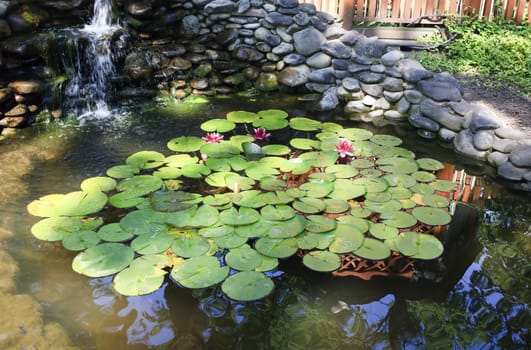 Summer view of a large garden pond not with red lilies