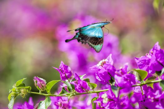 Blue Swallowtail Butterfly flying between pink flowers