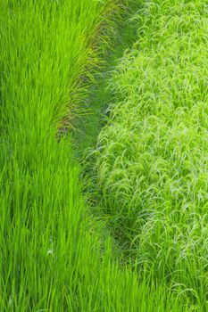 Close up rice fields on Bali, Indonesia