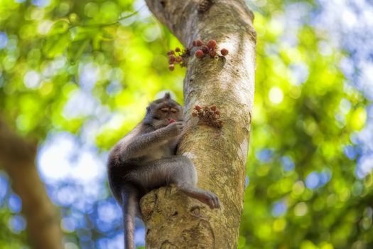 Long-tailed Macaque Monkey in the Monkey forest in Bali