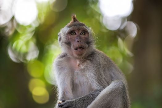 Long-tailed Macaque Monkey in the Monkey forest in Bali