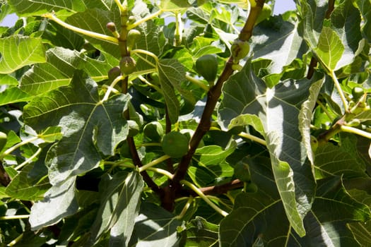 Fig tree seen up close in daylight