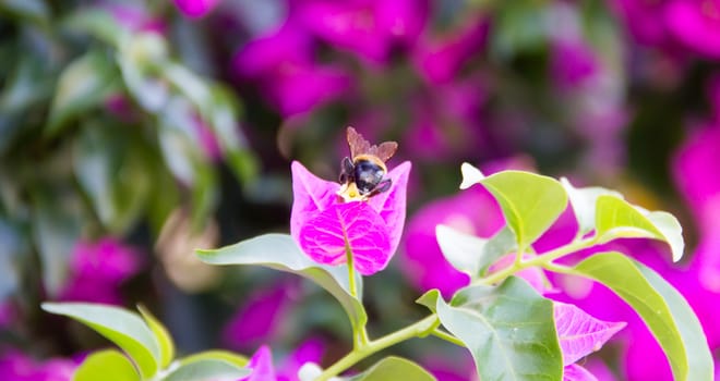 Bee on flower seen up close