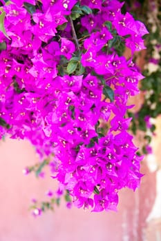 Bougainvillea blossomed close up view