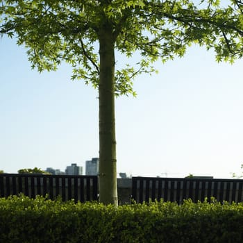 Small tree and city view