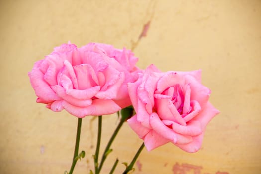 Pink roses blossomed seen up close