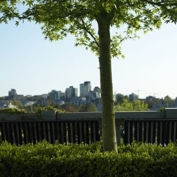 Small tree and city view