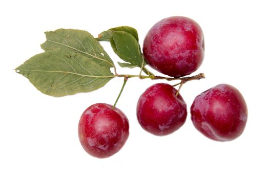 Fresh plums on white background