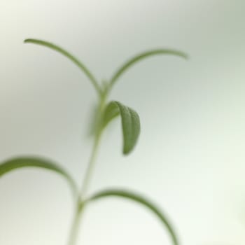 Closeup up of a green plant