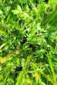 A wild meadow background with various herbs.