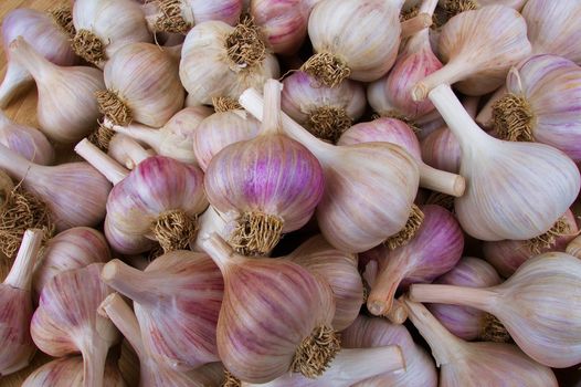 Pile of white and purple garlic at the farmers market