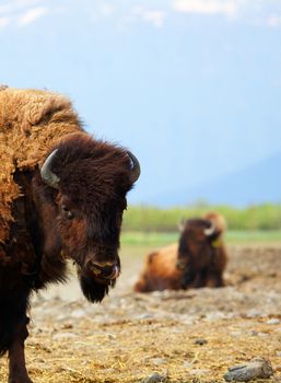 Two Buffalo in a pasture one close and the other in soft focus