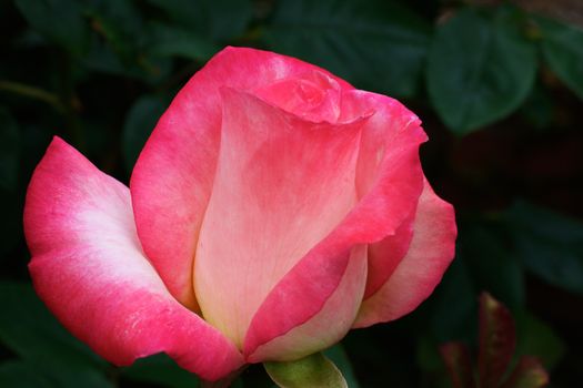 A White and red rose with a dark foliage background