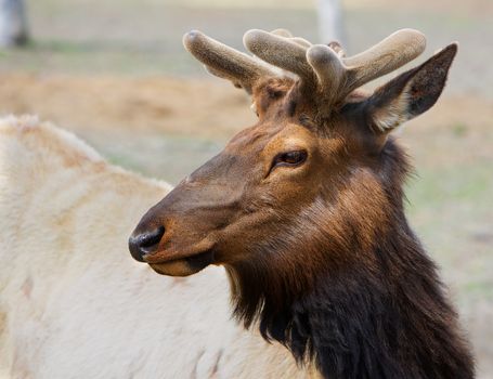 Young Brown Caribou head with small antlers looking left