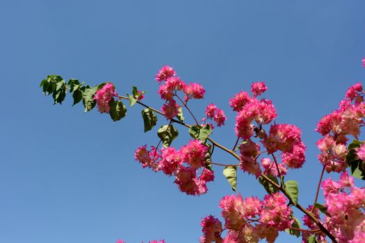 plant red bougainvillea in bloom