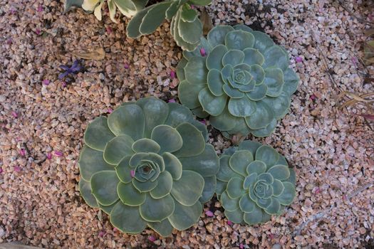 succulents planted on gravel