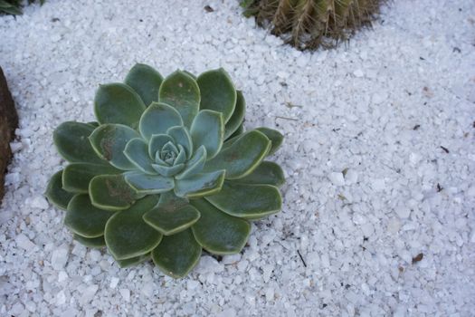 succulents planted on gravel