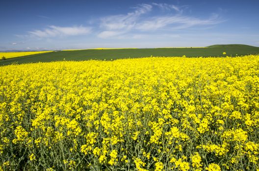 Rape field and the blue sky behind