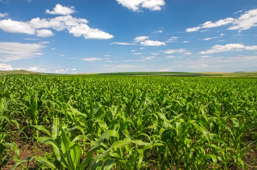 Corn field in a beautiful summer day