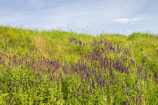 Details of a green summer meadow