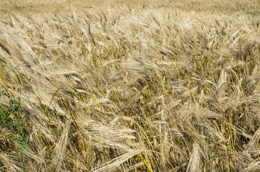 Barley background at the harvest: golden field