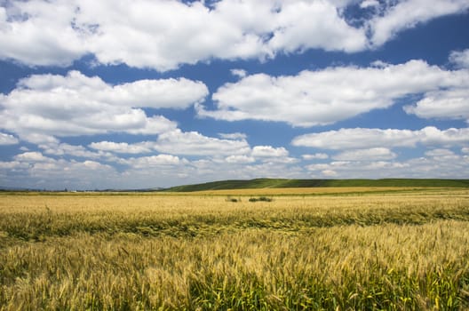 Wheat field in a beautiful summer day