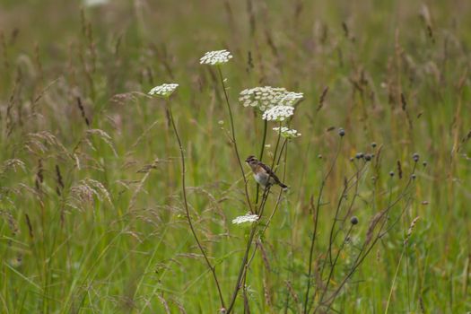A small bird whinchat - Saxicola rubetra - on the stalk of a flower