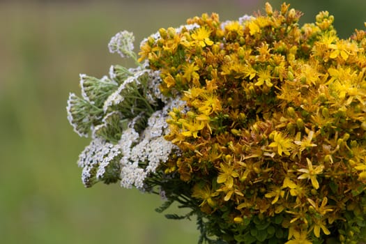 Close up, a bouquet of yellow and white wildflowers