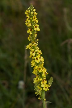 Close up, yellow wildflowers in one stalk