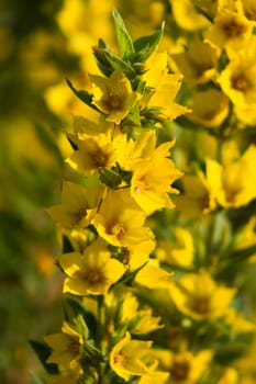 Yellow garden flowers Lysimachia vulgaris - Garden Loosestrife, Yellow Loosestrife or Garden Yellow Loosestrife