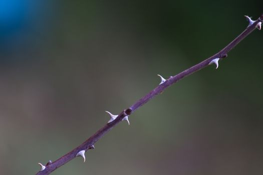 Close up, the spikes on the branch of a Bush of the rose