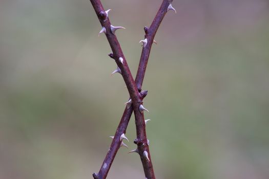 Close up, the spikes on the branch of a Bush of the rose