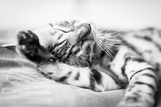 Cat washing itself black and white photo