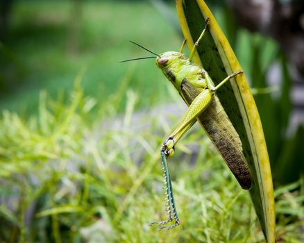 Grasshopper on a leaf stretching legs
