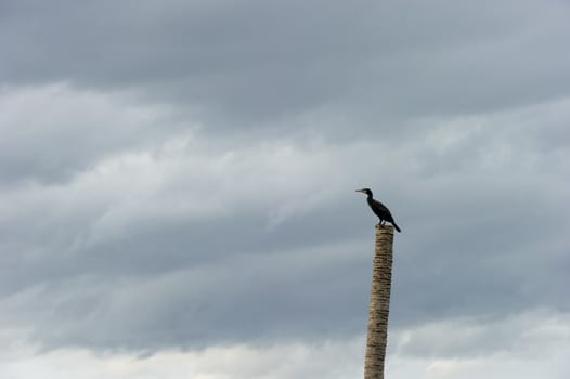 Great Cormorant resting after fishing, Samutsakorn,Thailand.