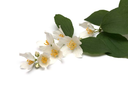 White flowers of jasmine on the white