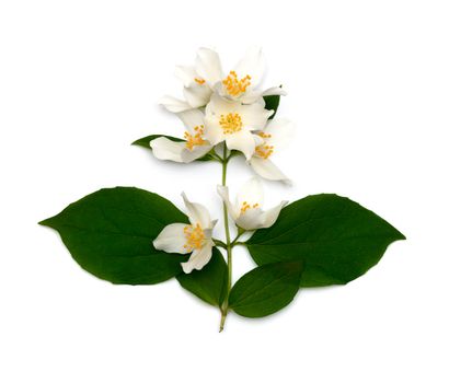 White flowers of jasmine on the white