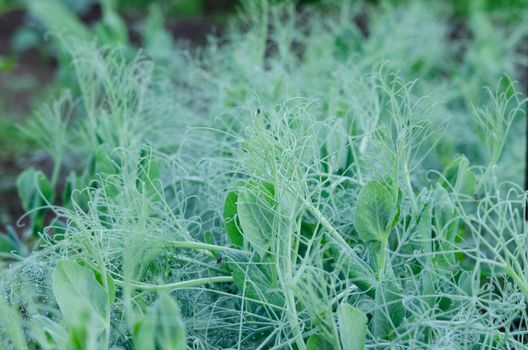 close up of pea shoots stud small dew drops