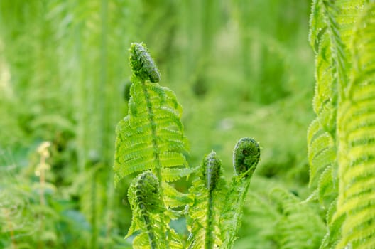 young green fern leaf. nature background