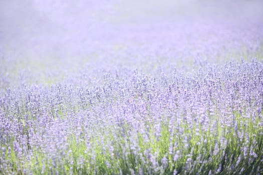 Backlit Lavender Field With Purple and Green