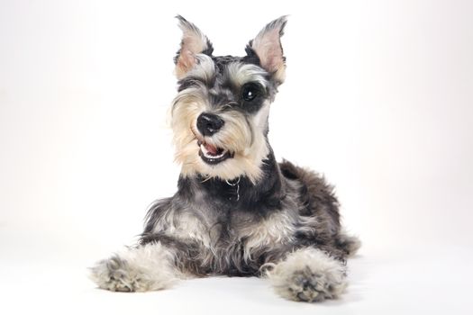 Miniature Schnauzer Puppy Dog on White Background