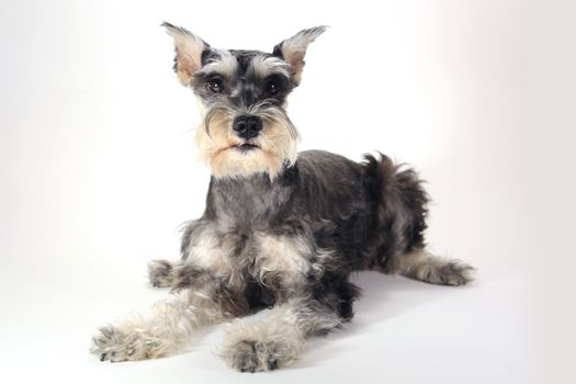 Miniature Schnauzer Puppy Dog on White Background