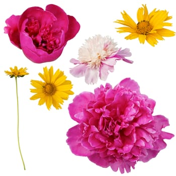 Collection of flowers isolated on white background