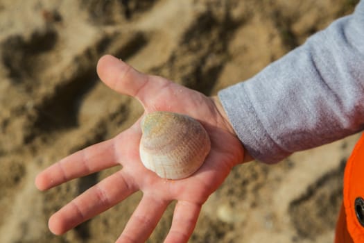 Sea shell on the child's palm. Top view