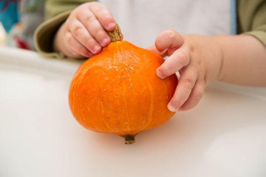 Small orange pumpkin in the baby's hands. Front view