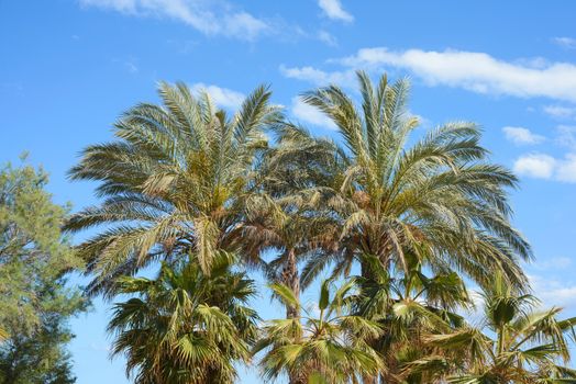 Palm trees against a blue sky and clouds