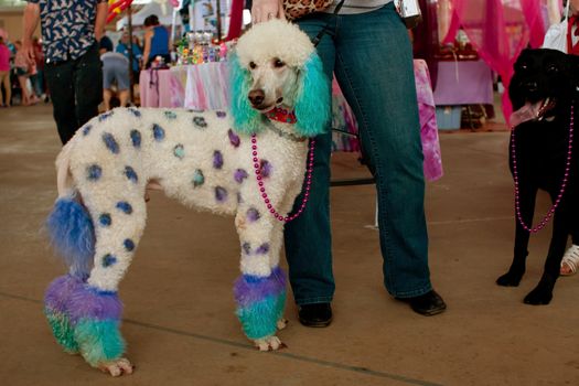 McDonough, GA, USA - May 10, 2014:  A large poodle is dyed with polka dots and colors at the annual Dog Days of McDonough festival.
