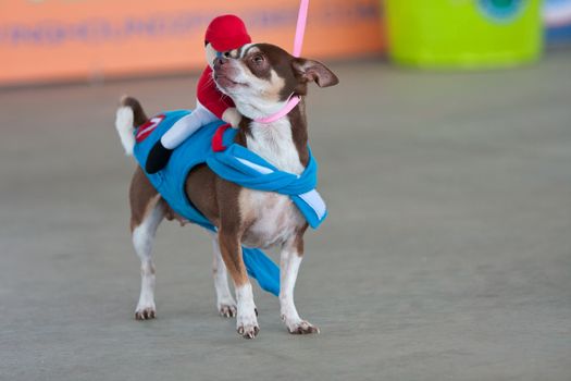 McDonough, GA, USA - May 10, 2014:  A chihuahua is dressed like a race horse with a jockey on top at the annual Dog Days of McDonough festival.
