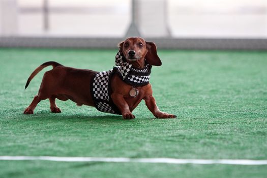 McDonough, GA, USA - May 10, 2014:  A dachshund dressed in a checkered flag costume gets ready to race at the annual Dog Days of McDonough festival.