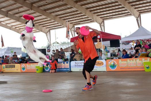 McDonough, GA, USA - May 10, 2014:  A dog leaps high to catch a frisbee as part of a dog show at the annual Dog Days of McDonough festival.